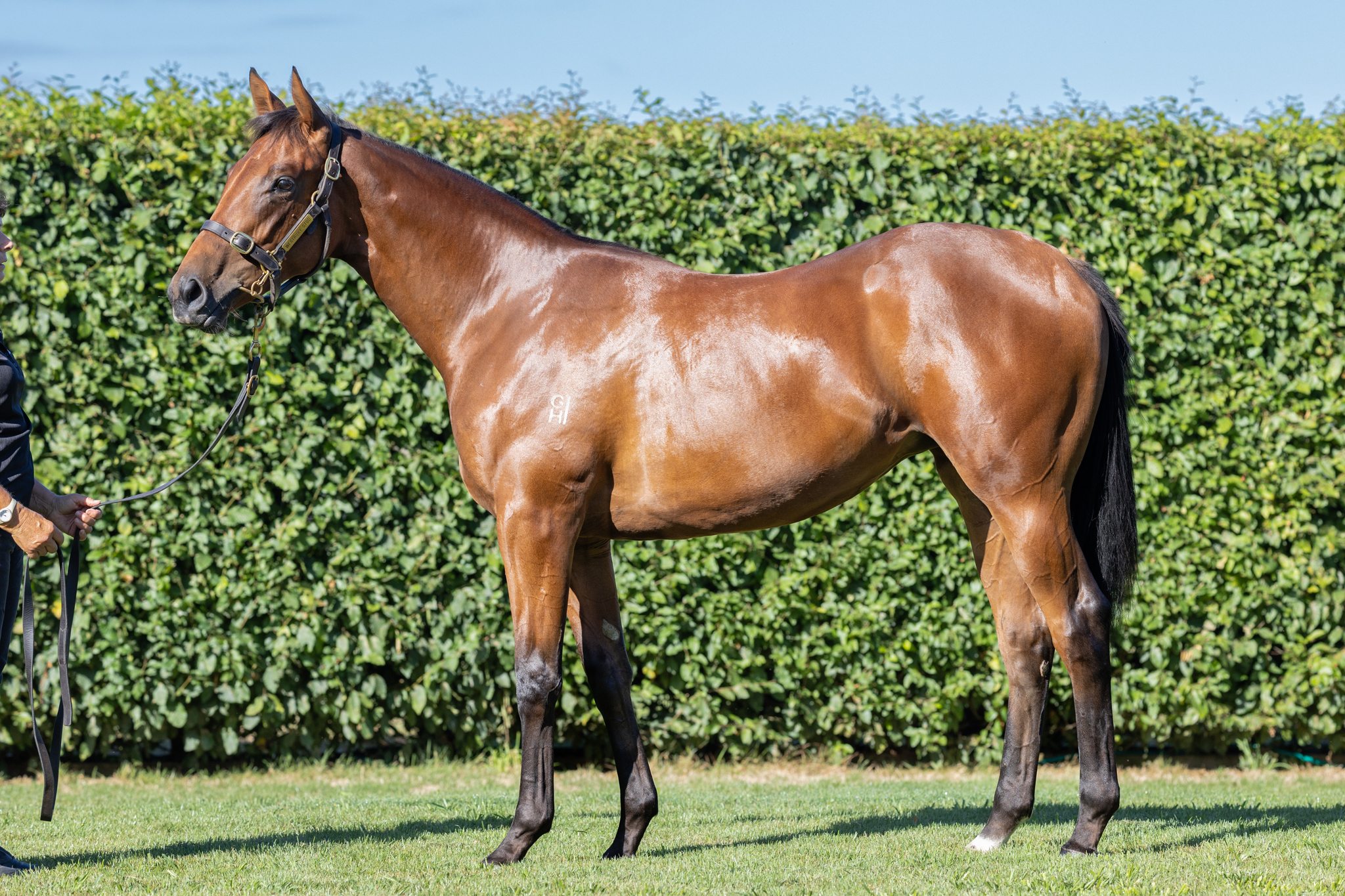 Shooting To Win x Dramatist Filly Lot 801-1.jpg
