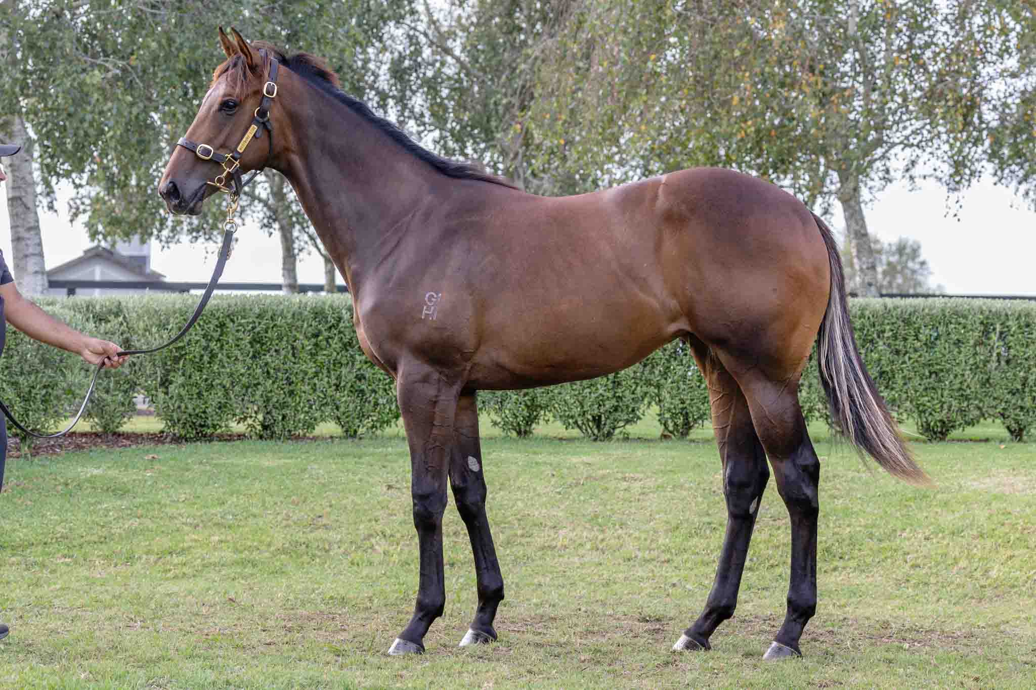 Reliable Man x Fromage Filly Lot 261-1.jpg
