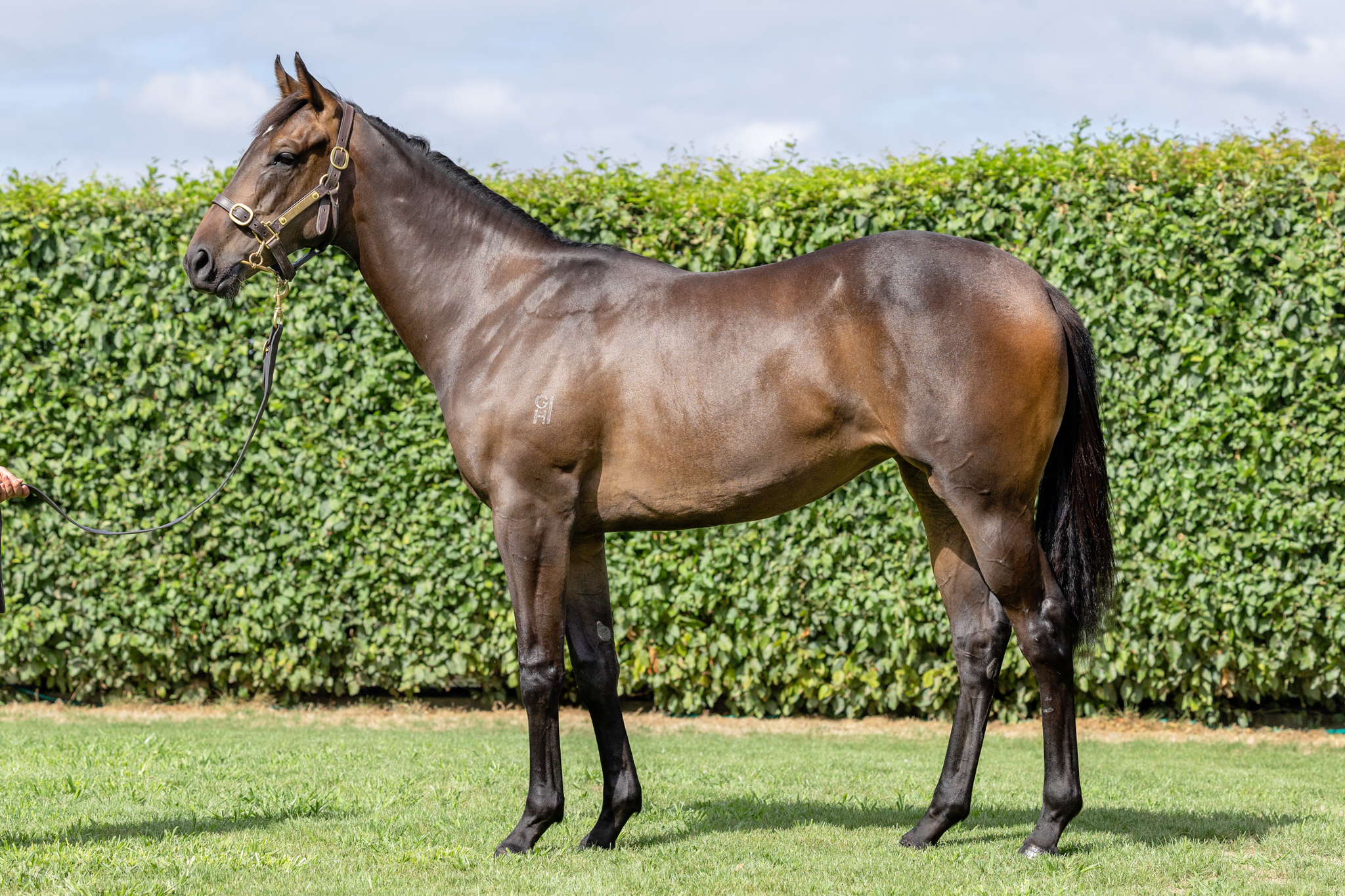 Reliable Man x Sonic Queen Filly Lot 1076-1.jpg