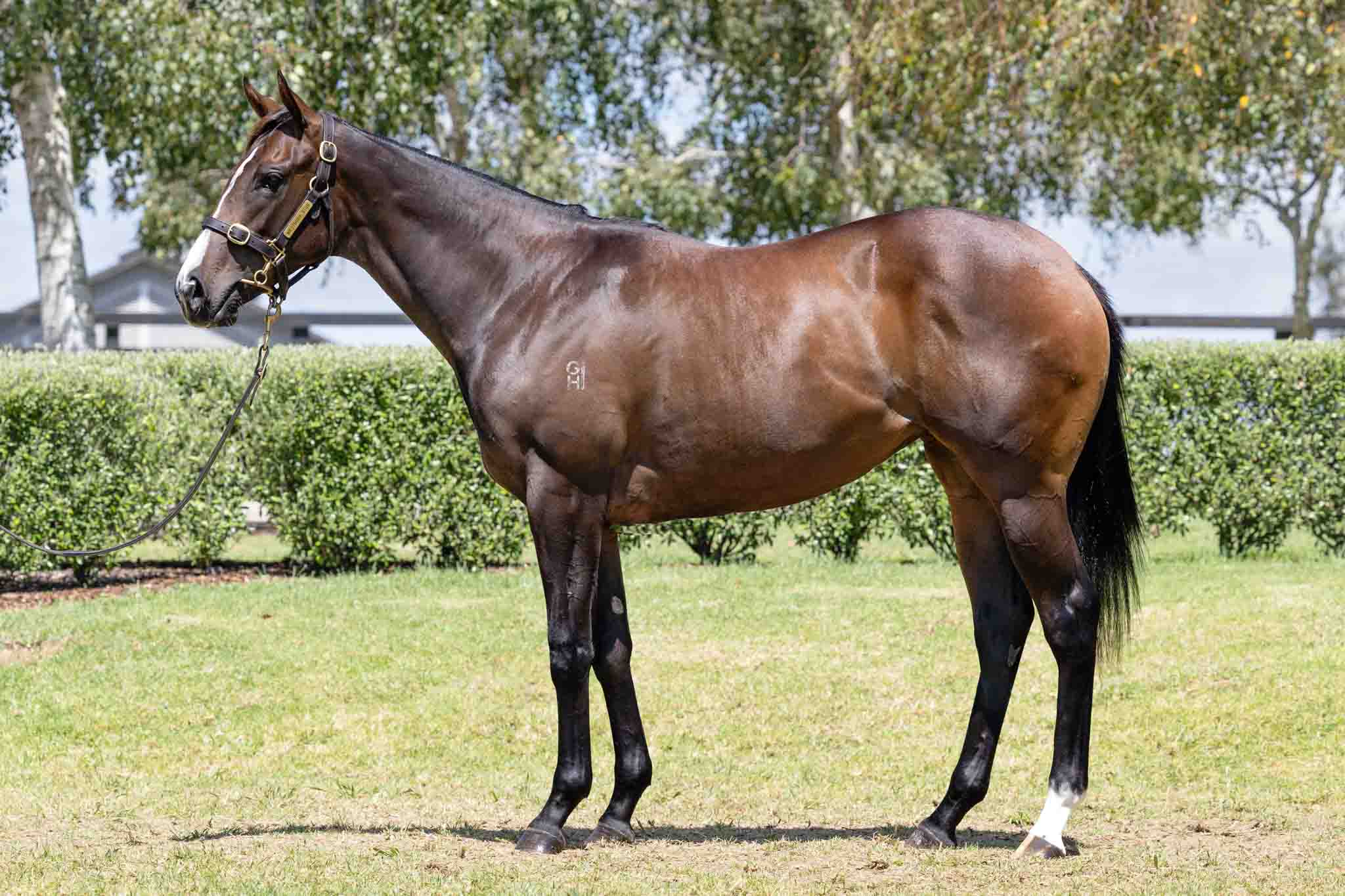 Brazen Beau x Never Doubted You Filly Lot 444-1.jpg