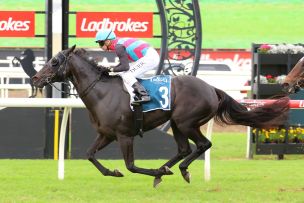Antino Dazzles in Group 2 Return
