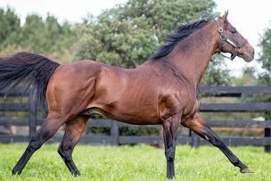 Swiss Ace Mare Hot Stakes Prospect