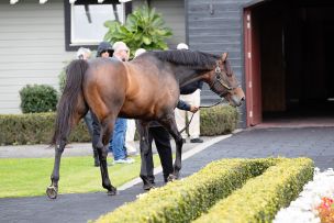 Focus on Group 1 Results with Westbury Stallions